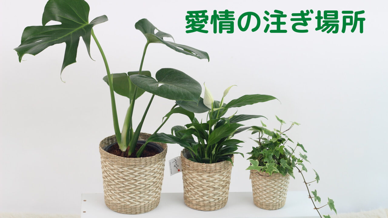 観葉植物